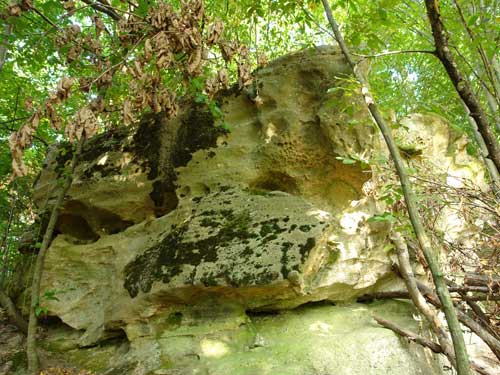 Foto Gresii alveolate (c) Petru Goja